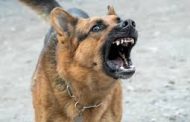 संत तुकारामनगर येथे कुत्र्याचा चिमुरड्यांवर हल्ला; जबाबदार अधिकारी व ठेकेदारावर कारवाई करा