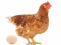 उत्तर सापडले : पृथ्वीवर प्रथम काय आले, कोंबडी की अंडी?